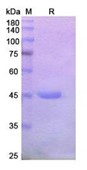 SDS-PAGE (OPA1-4769H).jpg